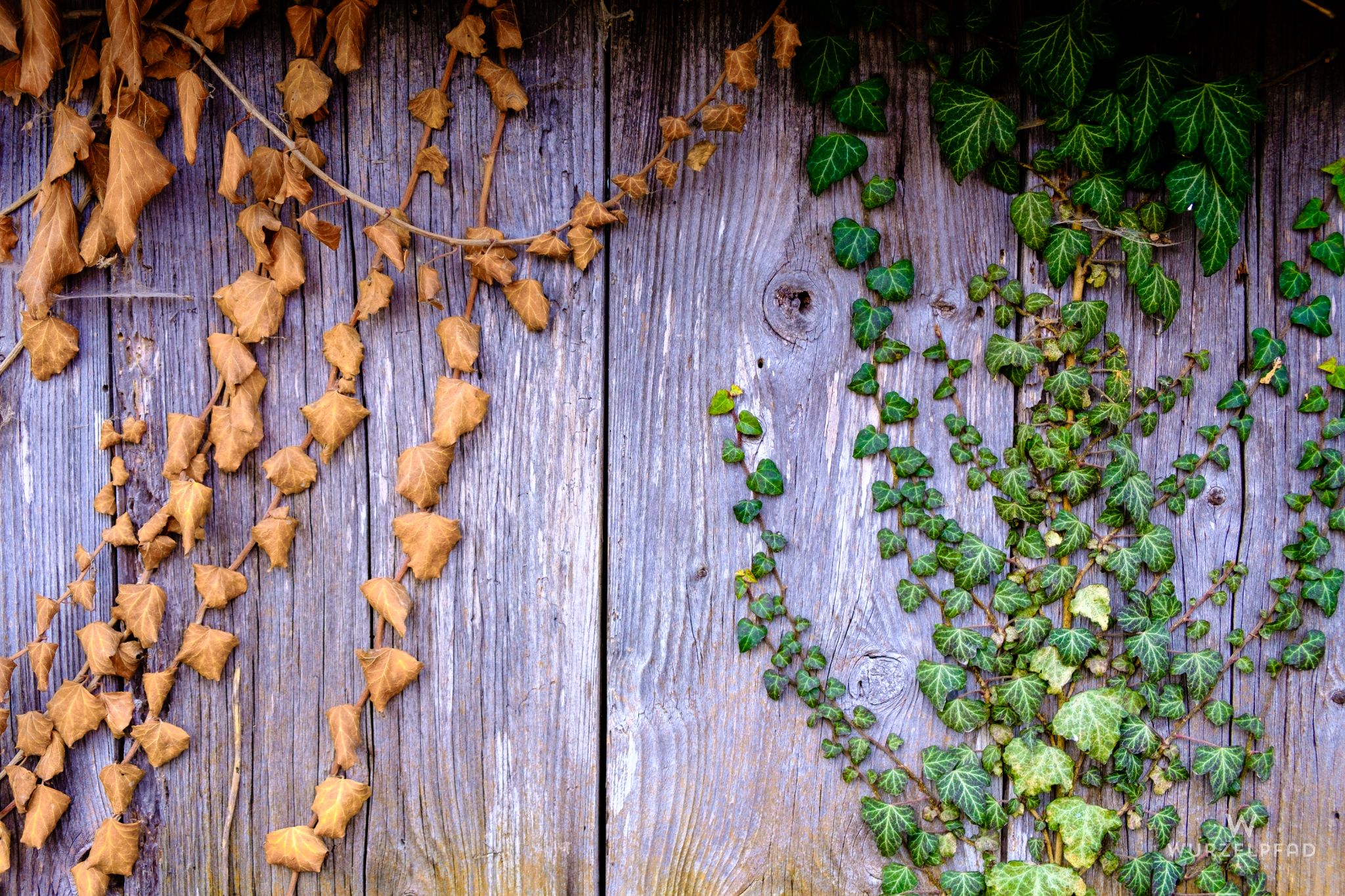 Efeu, Ambach, Bayern, Deutschland, 2021